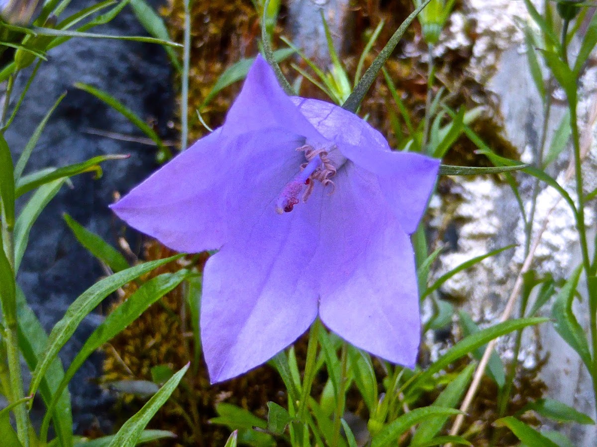 Harebell