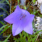 Harebell