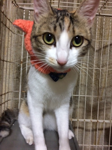 猫様