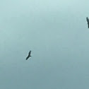 Turkey vultures