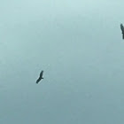 Turkey vultures