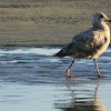 Glaucous Gull (immature)