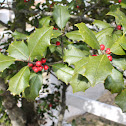 American Holly