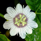 Water Lemon Passion Flower