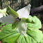 White Trillium