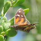 American Snout