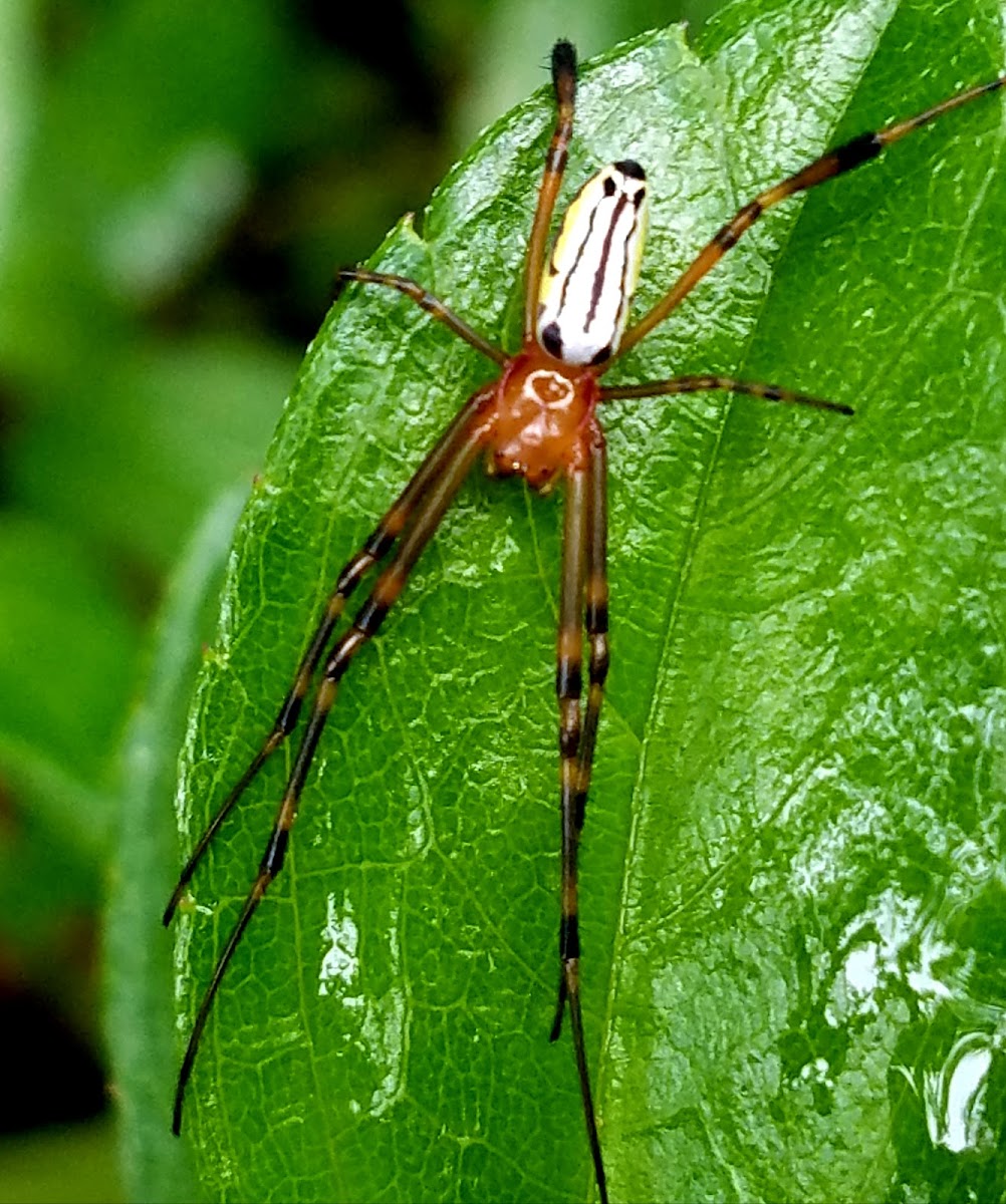 Long jawed orb weaver