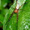 Long jawed orb weaver