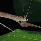 Stick Insect/Phasmid