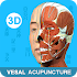 Meridians and acupoints1.0.3