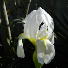 White Iris (Λευκή ίριδα)