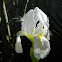 White Iris (Λευκή ίριδα)