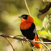 Northern Red Bishop