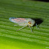 Leafhopper