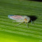 Leafhopper