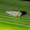 Leafhopper