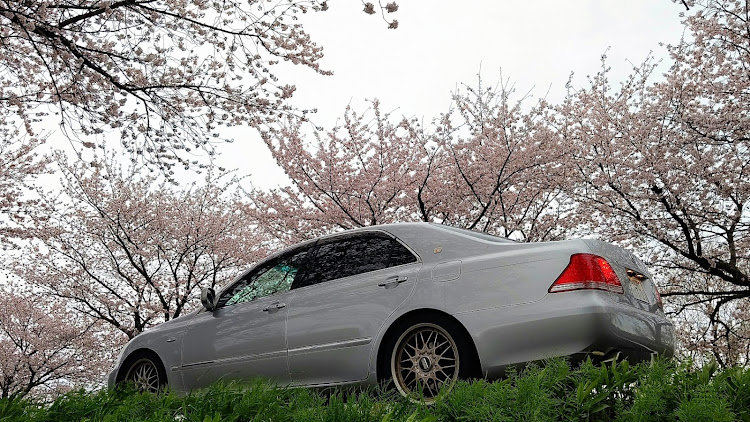クラウンロイヤルの木曽長良背割堤・桜と菜の花・桜と愛車・カイジュウカフェ・大榑川堤の桜並木に関するカスタム事例の投稿画像8枚目