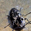 Eyed Click Beetle