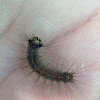 Gypsy Moth caterpillar