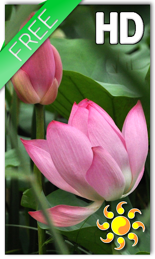 Lotus Live Wallpaper