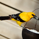 Yellow Oriole