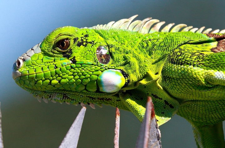 Iguana di Luna Nera