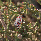 Crimson-speckled Flunkey