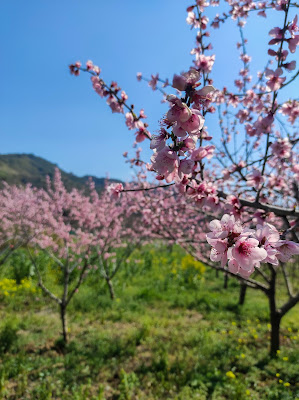 Profumo primaverile di Ca