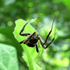 Araneid Spider