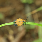 End Band Netwing Beetle