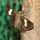 Common Banded Demon