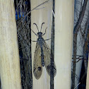 Antlion Lacewing