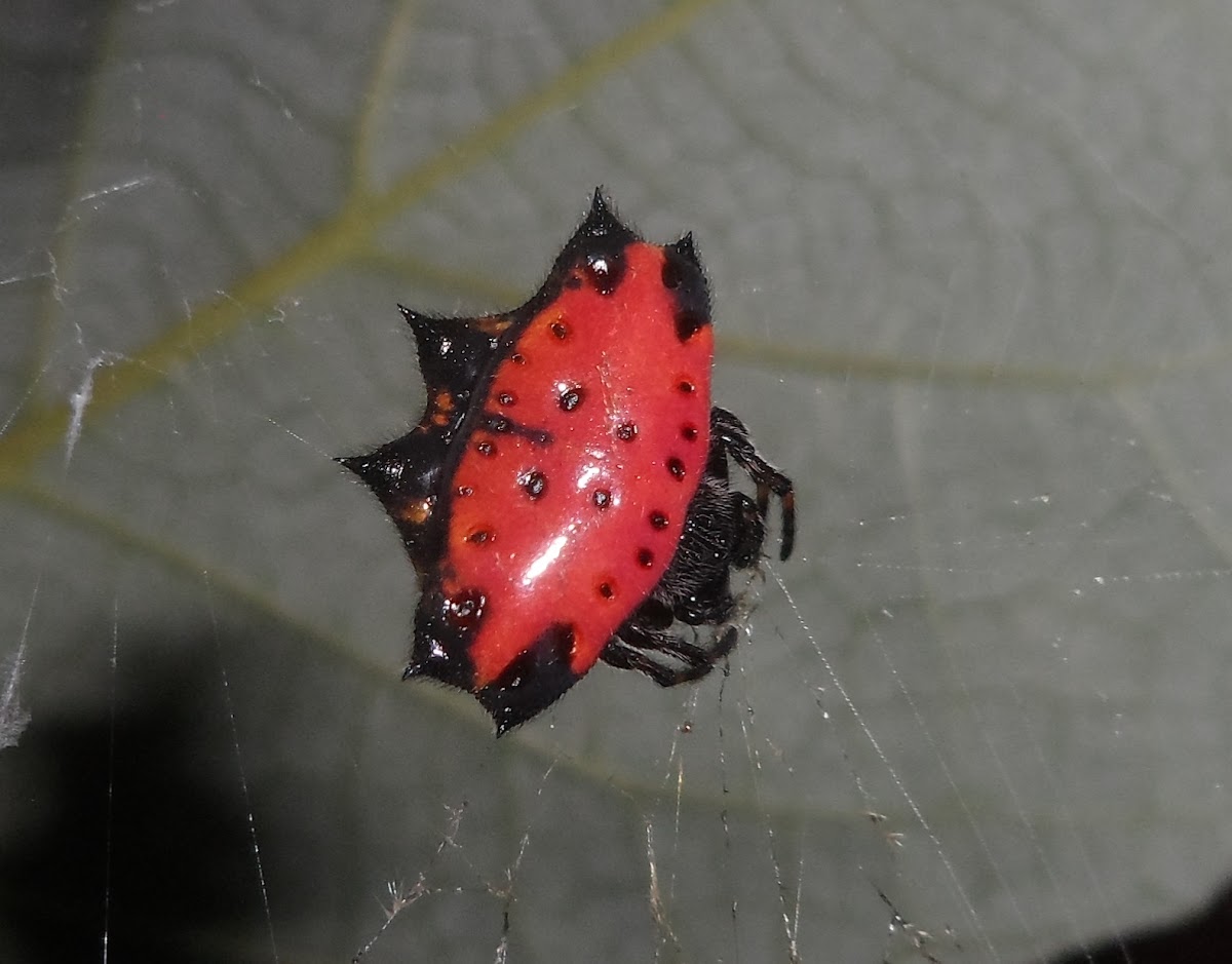 Spiny Orb-Weaver Spider