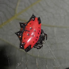 Spiny Orb-Weaver Spider