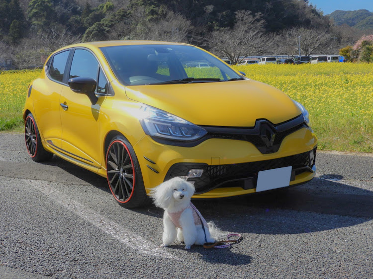 ルーテシアの河津桜とコラボ・菜の花とコラボ・行き当たりばったり・ルノー祭り・discover_ctに関するカスタム事例の投稿画像2枚目