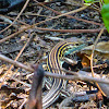 Six-lined Racerunner