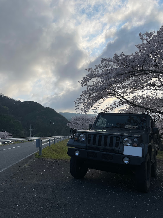 パジェロの73式小型トラック・桜と愛車・桜シーズン開幕・いやしの空間・V17Bに関するカスタム事例の投稿画像3枚目