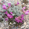 Utah milkvetch