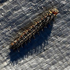 Common Buckeye caterpillar