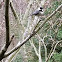 Black capped chickadee