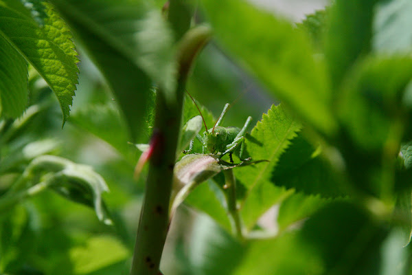 All green di antoniog