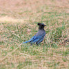 Stellar's Jay