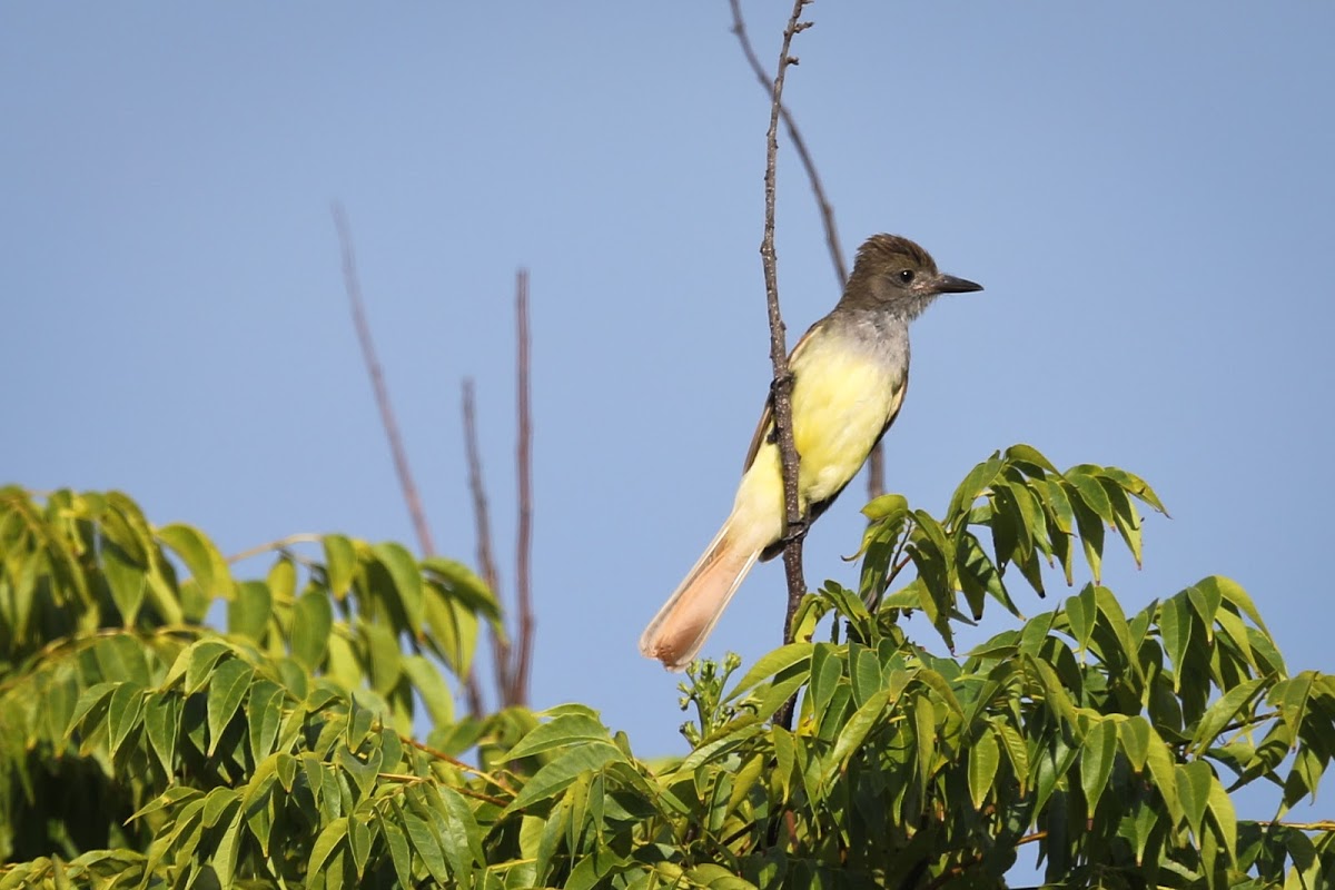 Great Crested Flycatcher