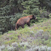 Grizzly/North American brown bear