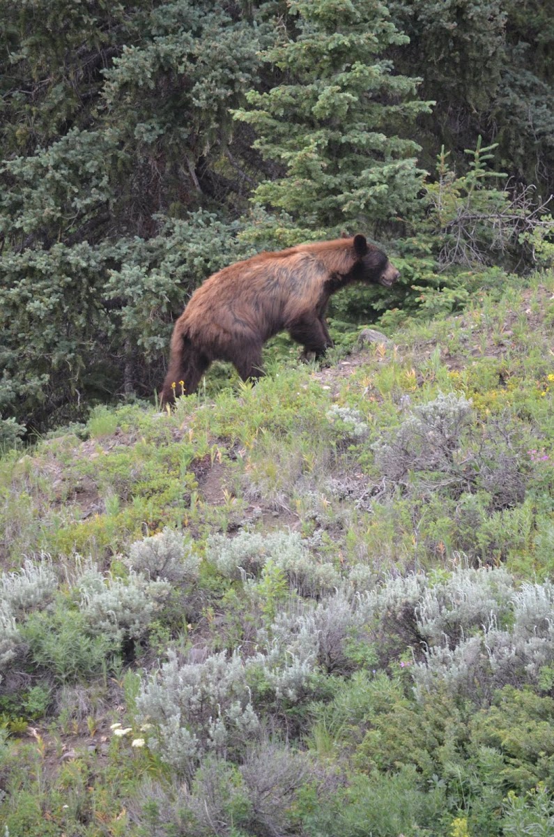 Grizzly/North American brown bear