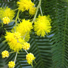 Mimosa