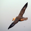 Northern fulmar