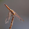 Libélula (Violet dropwing)