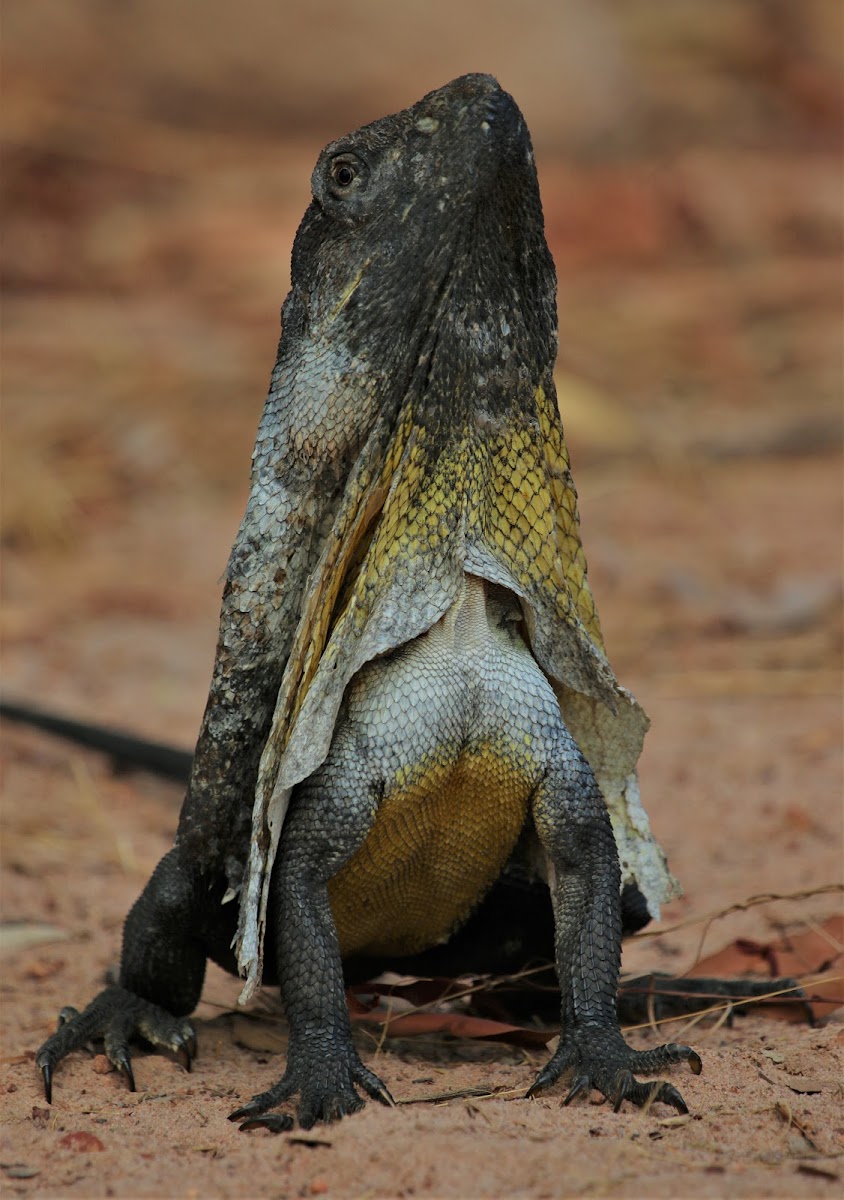 Frilled neck lizard