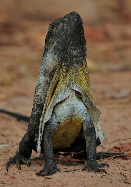 frilled lizard running